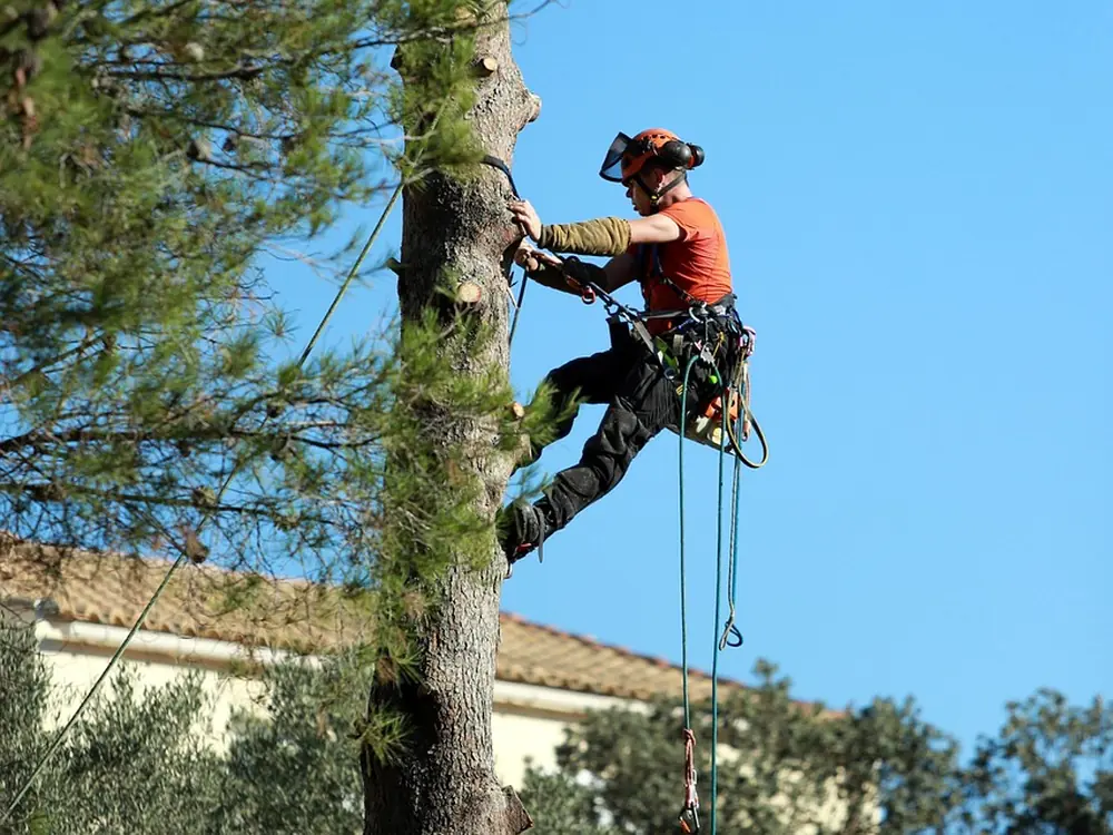 Arborist removing limbs from a large tree beside a house